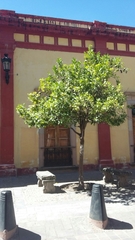 Citrus hystrix