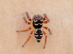Zenodorus metallescens