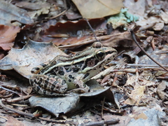 Lithobates palustris