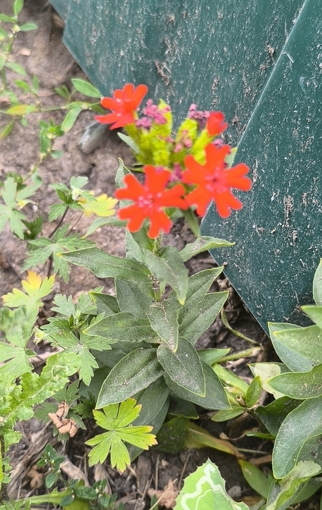 Maltese-cross, photo 4