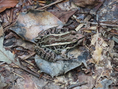 Lithobates palustris