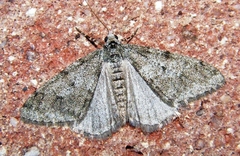 Paleacrita vernata