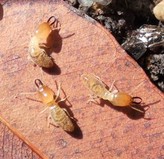 Microcerotermes