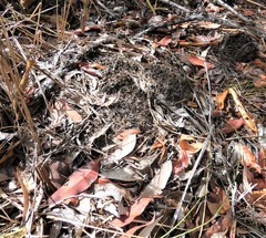 Microcerotermes