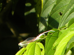 Pterodictya reticularis