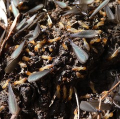 Microcerotermes