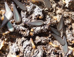 Microcerotermes