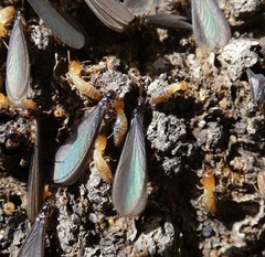 Microcerotermes