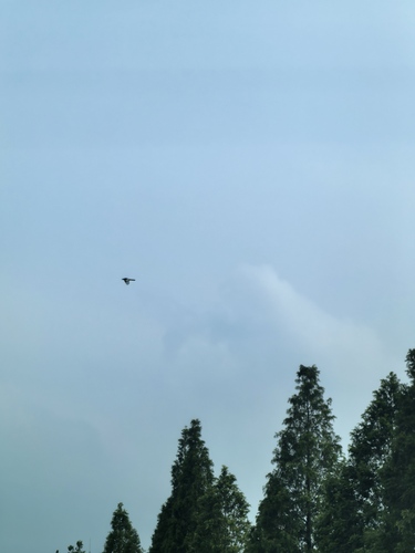 Oriental Magpie