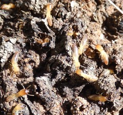 Microcerotermes