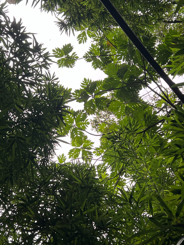 Artocarpus altilis observed 2025-07-17