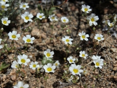 Linanthus inyoensis