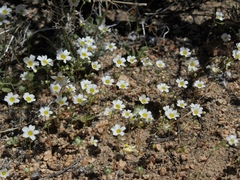 Linanthus inyoensis