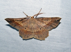 Euchlaena marginaria