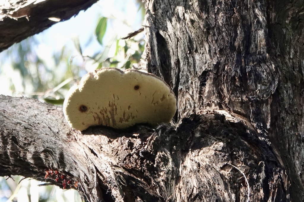 Laetiporus portentosus · July 2025 · photo: © bbdown (iNaturalist, cc0)