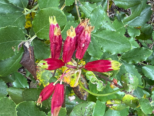 firecracker flower (Dichelostemma ida)