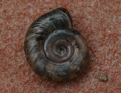 Biomphalaria havanensis