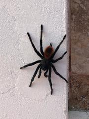 Tliltocatl epicureanus