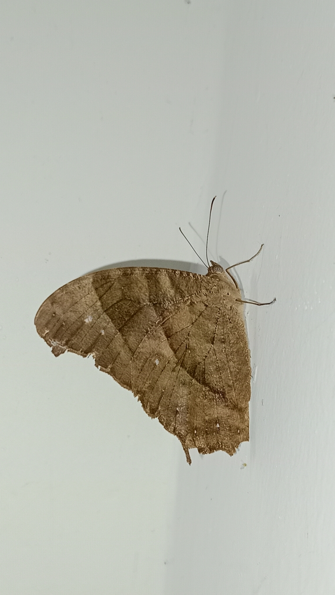 Common Evening Brown