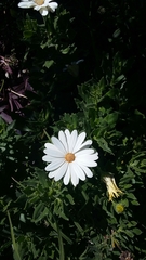 Calenduleae
