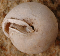Euchemotrema leaii