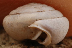 Euchemotrema leaii