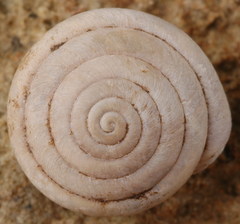 Euchemotrema leaii