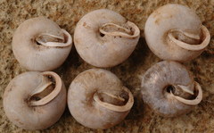 Euchemotrema leaii