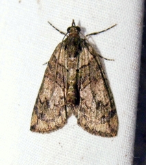 Hydriomena transfigurata