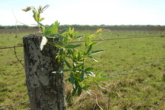 Cissus palmata