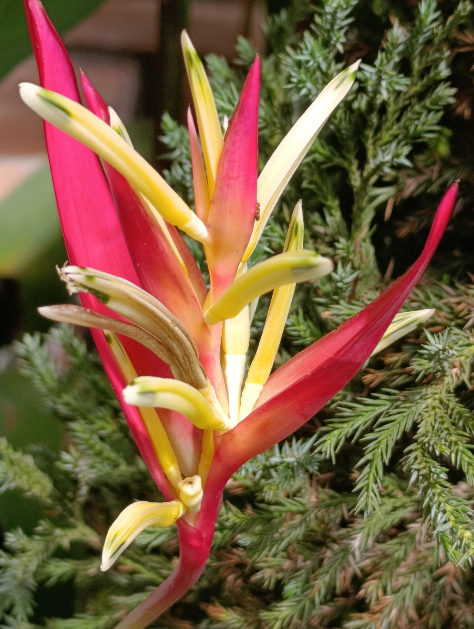 Heliconia subulata — ảnh 2