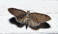 Eupithecia strattonata