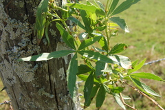 Cissus palmata