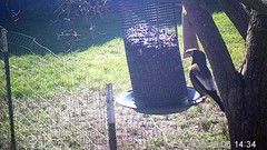 Coccothraustes vespertinus brooksi