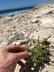 Perityle crassifolia robusta