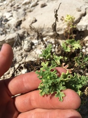 Perityle crassifolia robusta