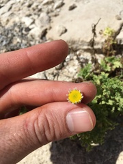 Perityle crassifolia robusta