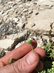 Perityle crassifolia robusta
