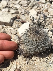 Mammillaria hutchisoniana