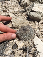 Mammillaria hutchisoniana