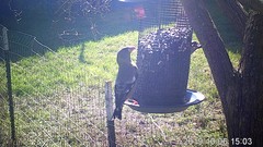 Coccothraustes vespertinus brooksi