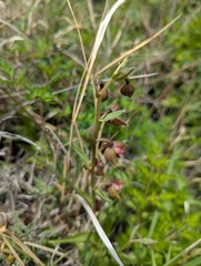 Epipactis royleana, photograph (c) Sagnik Dutta Roy, some rights reserved (CC BY)