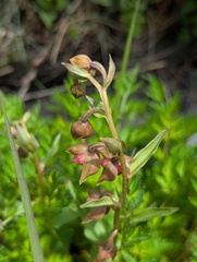 Epipactis royleana, photograph (c) Sagnik Dutta Roy, some rights reserved (CC BY)