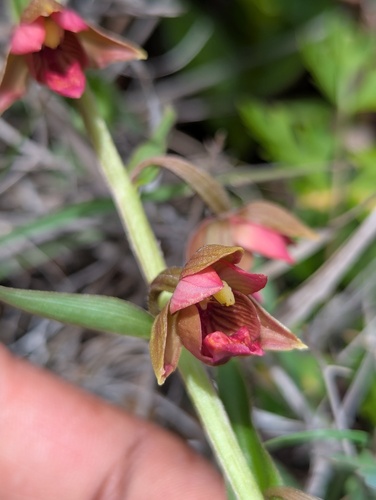 Epipactis royleana, photograph 4