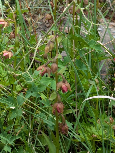 Epipactis royleana, photograph 3