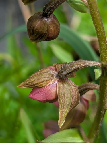 Epipactis royleana, photograph 2