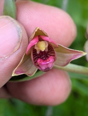 Epipactis royleana