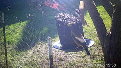 Coccothraustes vespertinus brooksi