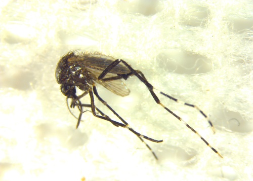 Aedes elchoensis