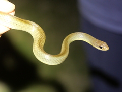 Coluber constrictor oaxaca